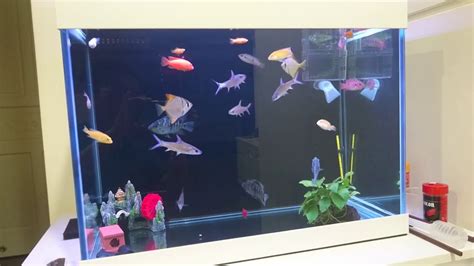 2尺缸可以養幾隻金魚|養魚新手入門：12個教學讓你養魚一次上手（新手必讀）